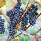 KOE_Weinbau G__fis 33_jpg-1319311718
