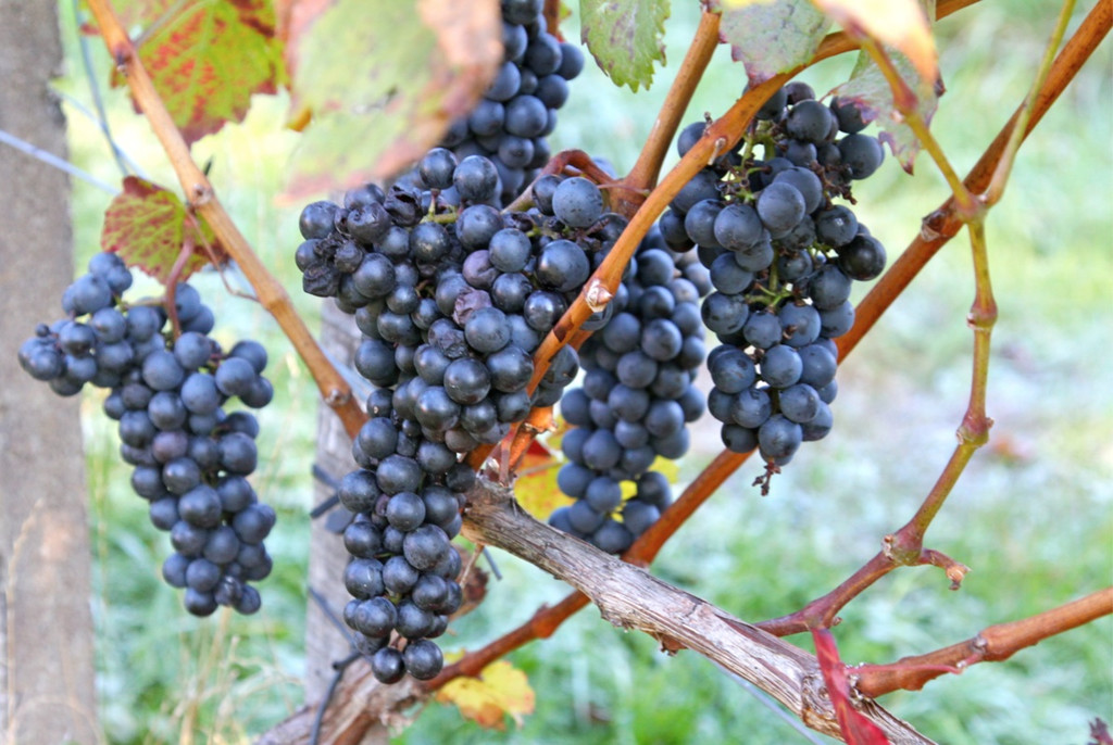 KOE_Weinbau G__fis 33_jpg-1319311718