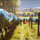 KOE_Weinbau G__fis 34_jpg-1319311729