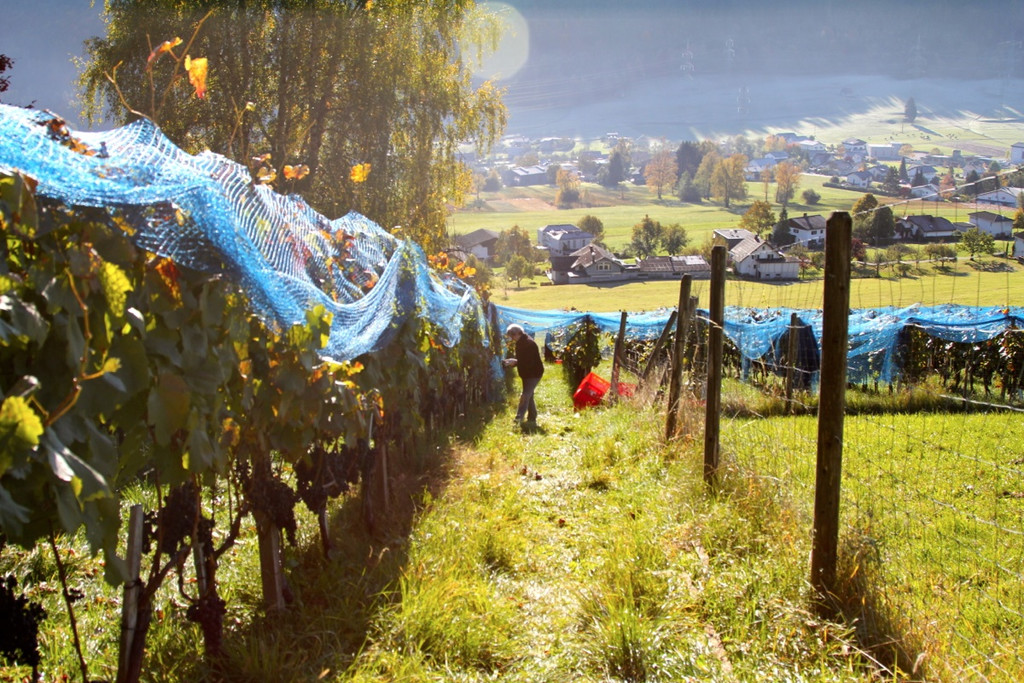 KOE_Weinbau G__fis 34_jpg-1319311729