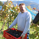 KOE_Weinbau G__fis 35_jpg-1319311752