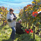 KOE_Weinbau G__fis 36_jpg-1319311789