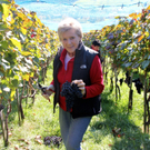 KOE_Weinbau G__fis 37_jpg-1319311826