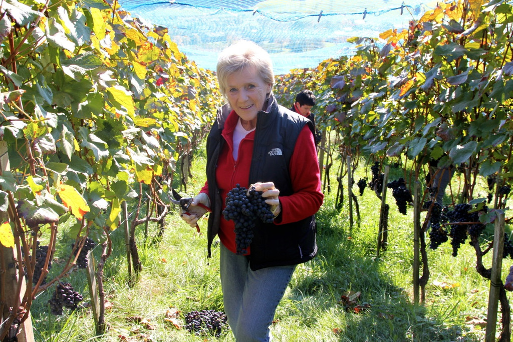 KOE_Weinbau G__fis 37_jpg-1319311826