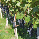 KOE_Weinbau G__fis 38_jpg-1319311860