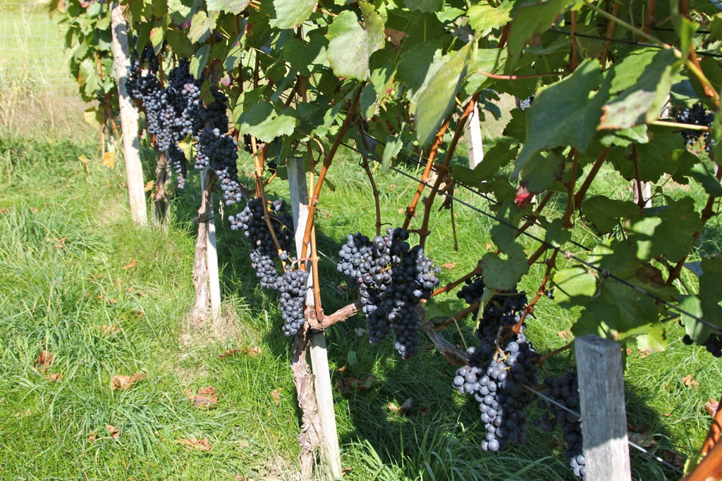 KOE_Weinbau G__fis 38_jpg-1319311860