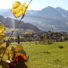KOE_Weinbau G__fis 39_jpg-1319311887