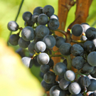 KOE_Weinbau G__fis 40_jpg-1319311904
