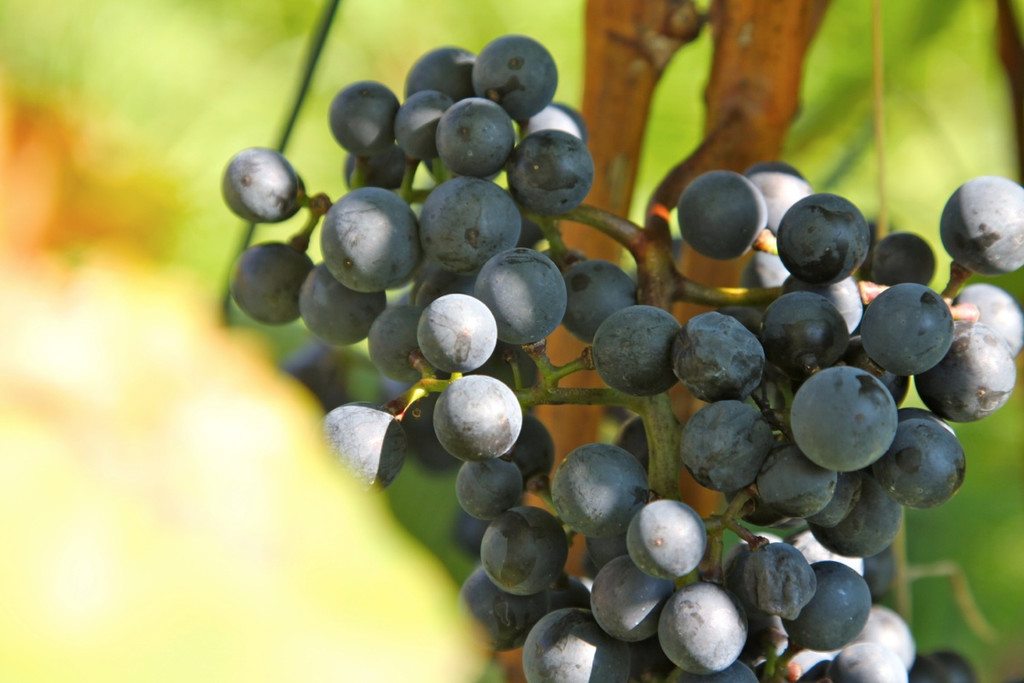 KOE_Weinbau G__fis 40_jpg-1319311904