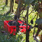 KOE_Weinbau G__fis 43_jpg-1319311955