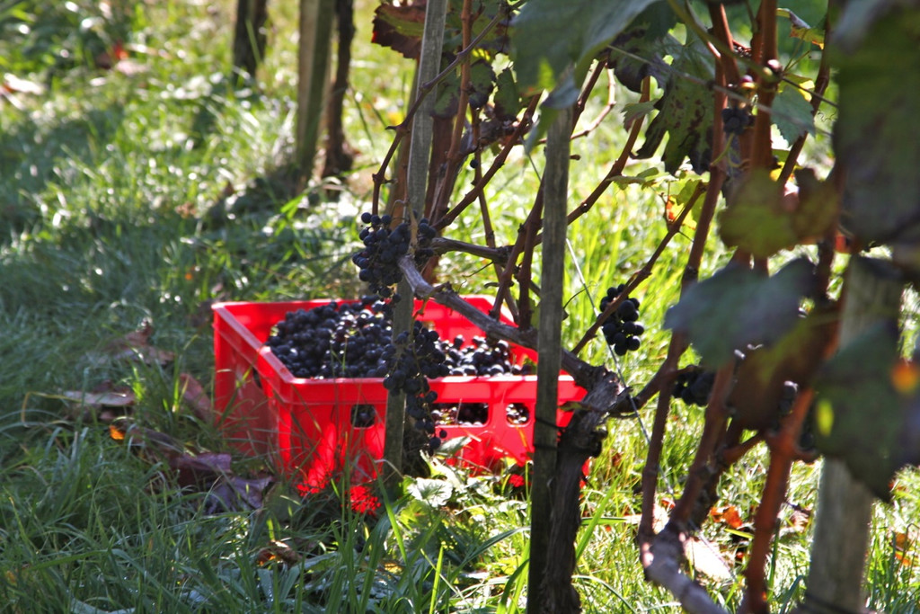KOE_Weinbau G__fis 43_jpg-1319311955