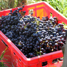 KOE_Weinbau G__fis 44_jpg-1319311980