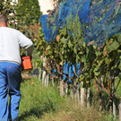 KOE_Weinbau G__fis 45_jpg-1319312028