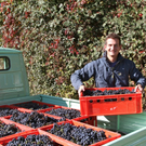 KOE_Weinbau G__fis 50_jpg-1319312169
