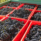 KOE_Weinbau G__fis 51_jpg-1319312200