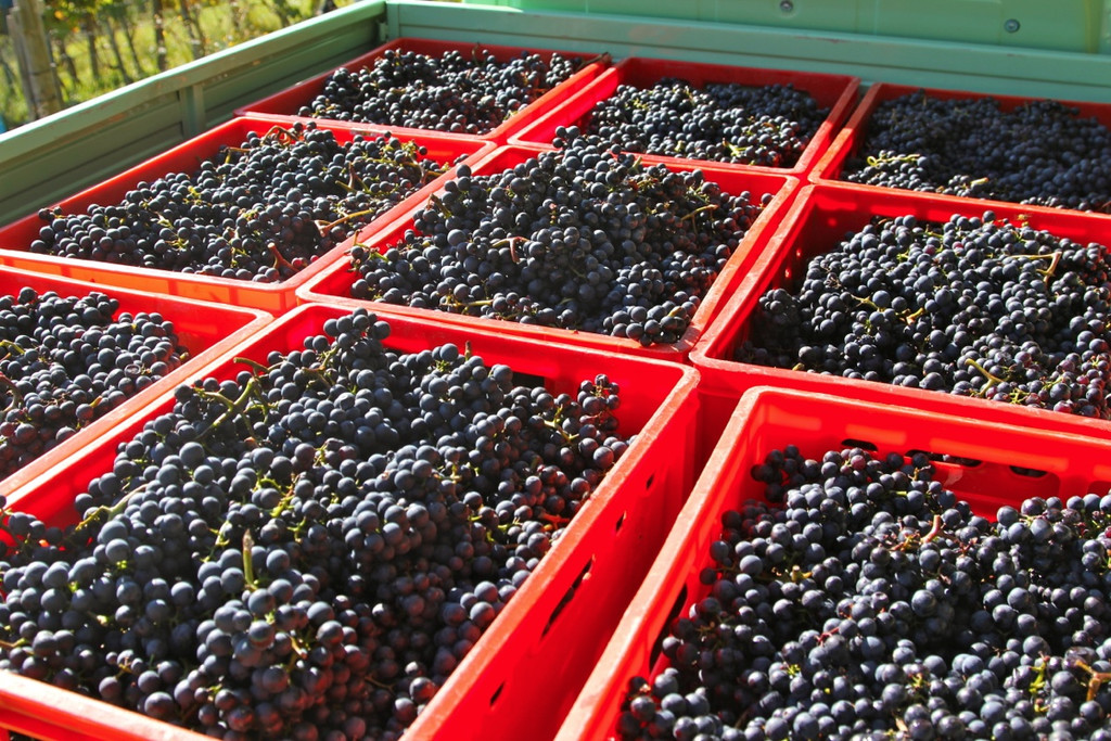 KOE_Weinbau G__fis 51_jpg-1319312200