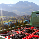KOE_Weinbau G__fis 52_jpg-1319312223