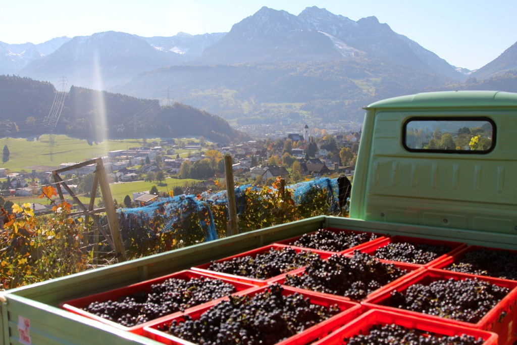 KOE_Weinbau G__fis 52_jpg-1319312223