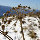 normal_23102011fmt_vorwinterlicheimpres_mw_22.JPG
