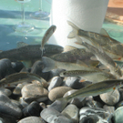 IMG_8867_jpg-1319396567