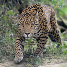 PA_Jaguare1.jpg
