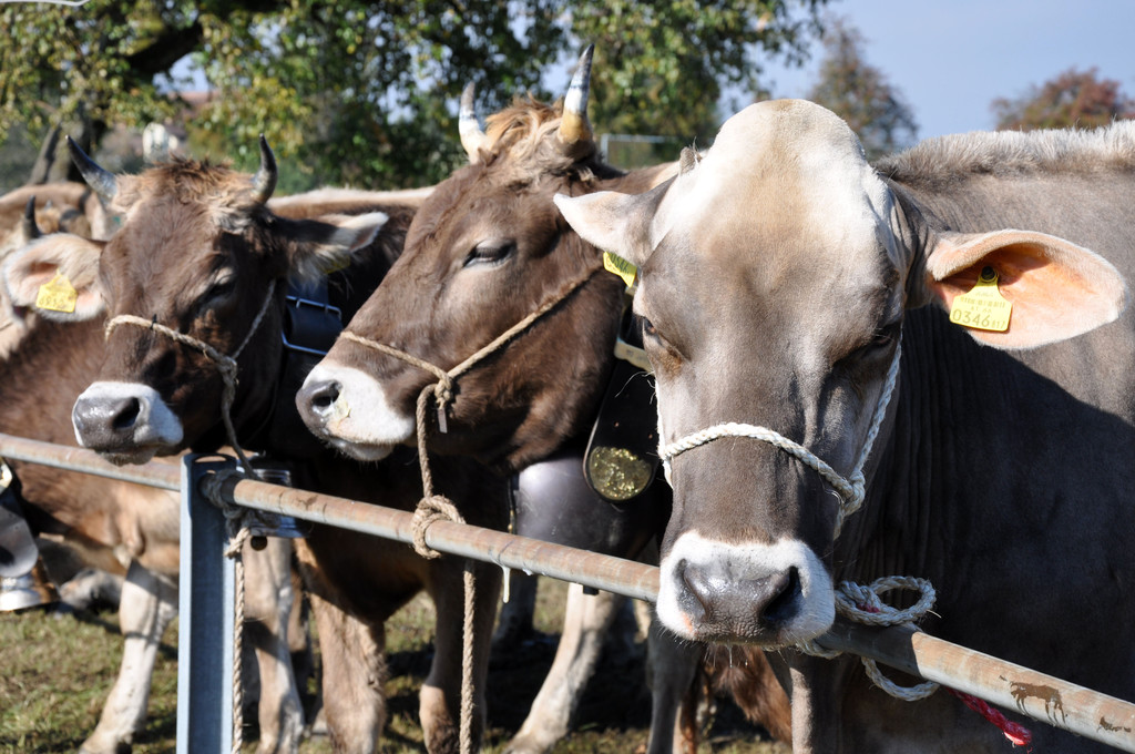 DSC_0083_JPG-1319442894