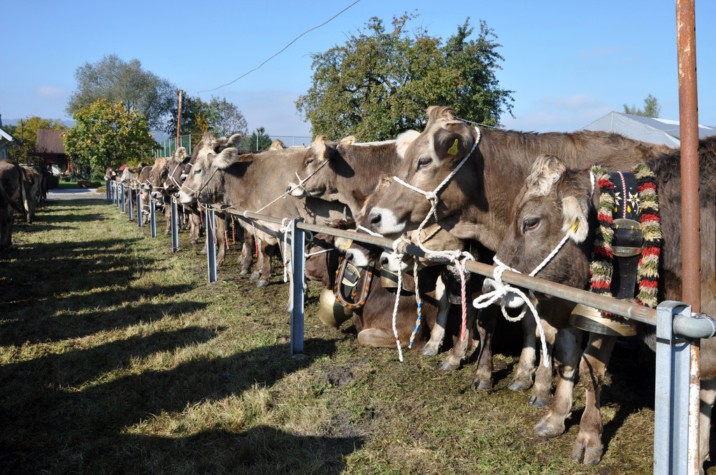 DSC_0086_JPG-1319442935