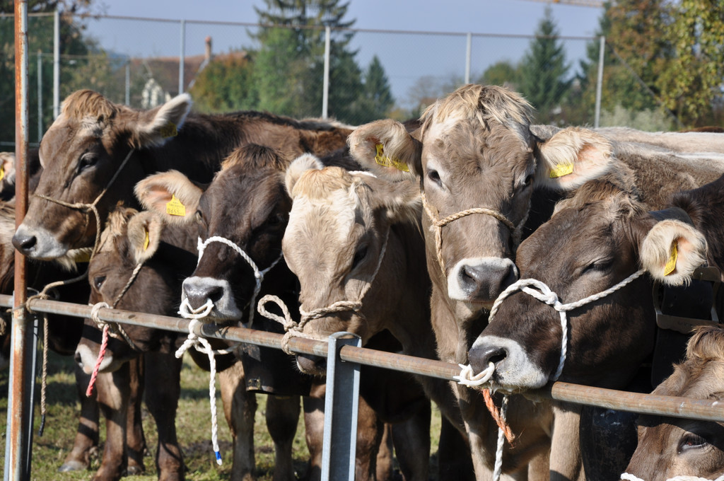 DSC_0091_JPG-1319443038