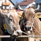 DSC_0098_JPG-1319443066