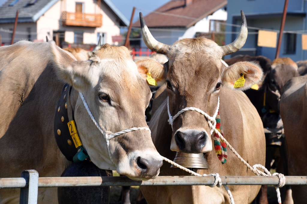 DSC_0098_JPG-1319443066