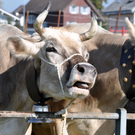 DSC_0100_JPG-1319443092