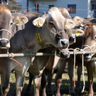 DSC_0112_JPG-1319443363