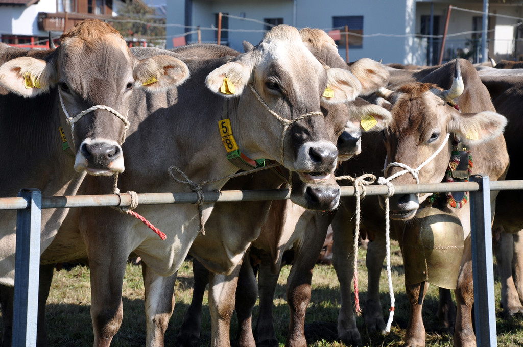 DSC_0112_JPG-1319443363