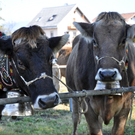 DSC_0118_JPG-1319443395