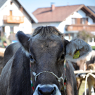 DSC_0121_JPG-1319443421