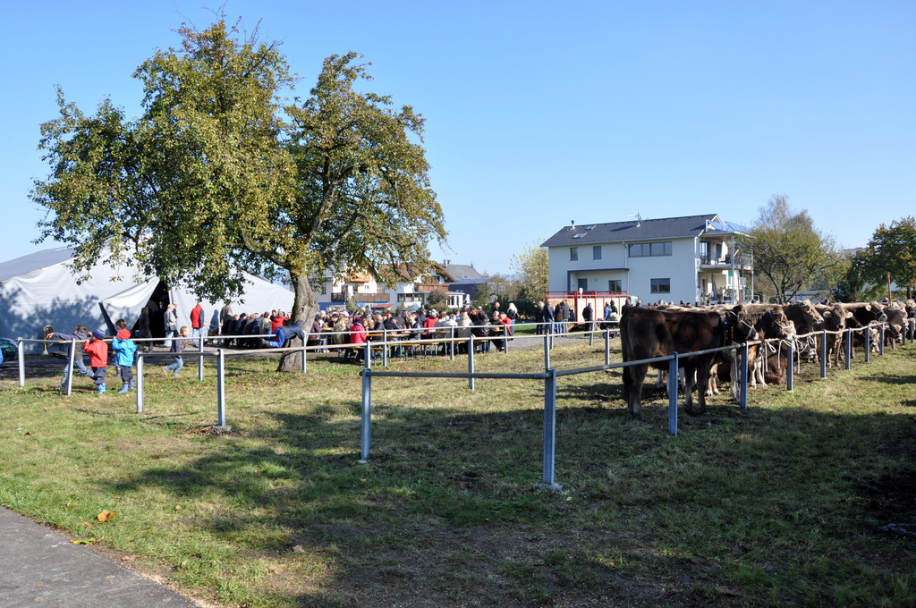 DSC_0125_JPG-1319443465