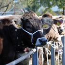 DSC_0126_JPG-1319443489