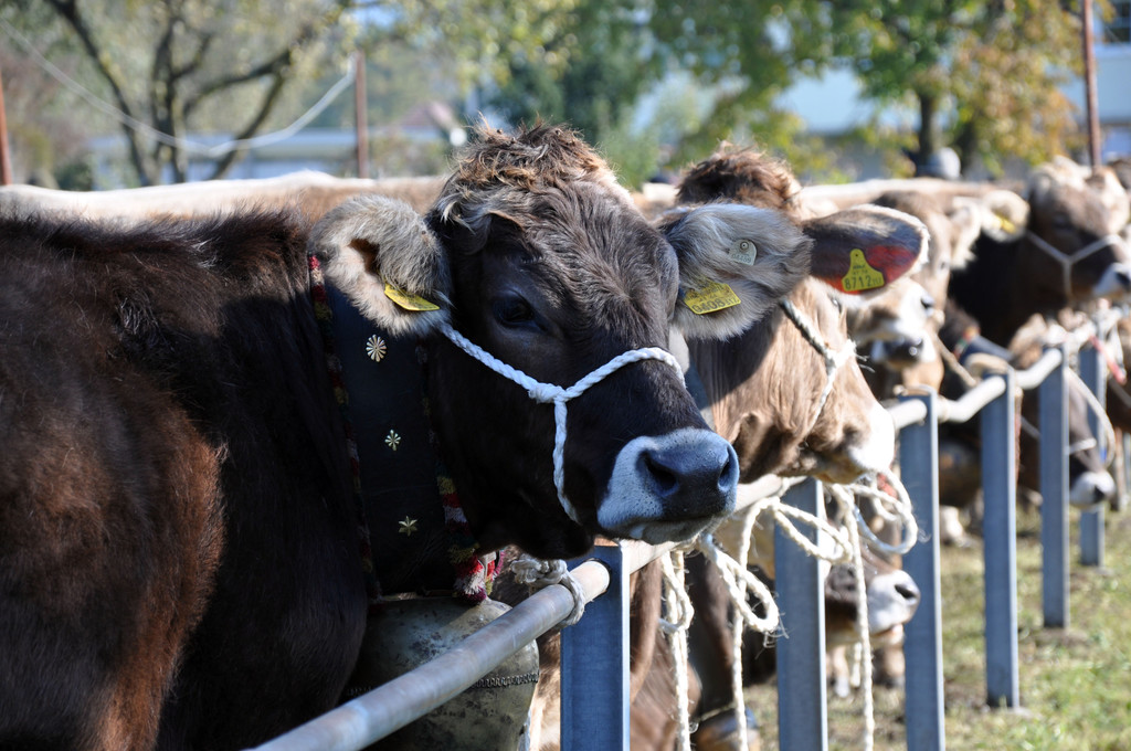 DSC_0126_JPG-1319443489