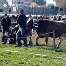 DSC_0136_JPG-1319443595