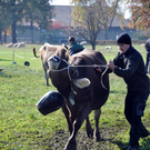 DSC_0146_JPG-1319443741