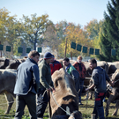 DSC_0147_JPG-1319443781