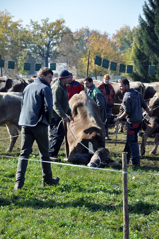 DSC_0147_JPG-1319443781