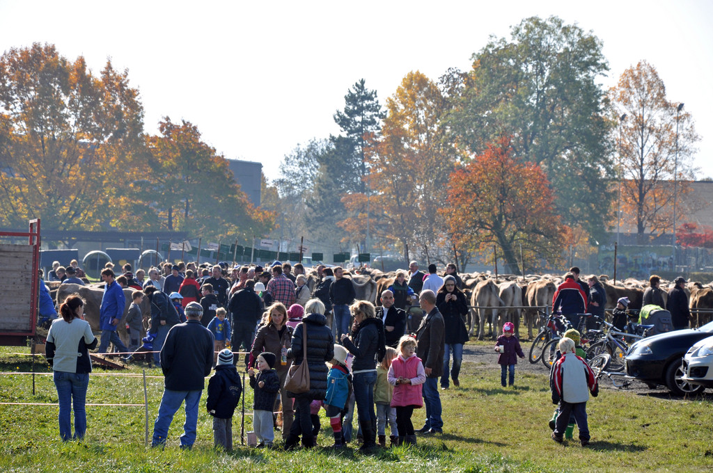 DSC_0156_JPG-1319443816