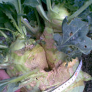 Kohlrabi