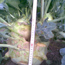 Bild027.jpg