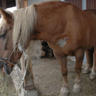 Fohlenauktion Maishofen 231007 017.jpg