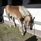 Fohlenversteigerung Maishofen 281003 054.jpg