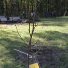 normal_24102011fmt_baumsteg_ta_019.jpg