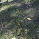 normal_24102011fmt_baumsteg_ta_020.jpg