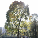 normal_24102011fmt_baumsteg_ta_022.jpg